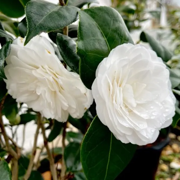 Camellia_Flower_Plant(White)_Live_Plant_For_Home_Garden
