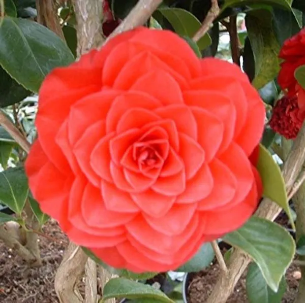 Camellia_Flower_Plant(Orange)_For_Home_Garden