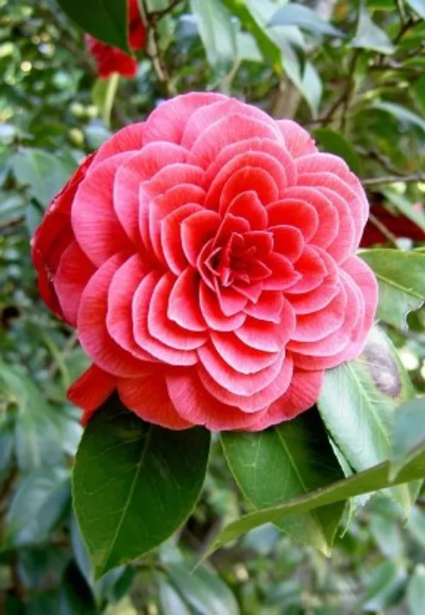Camellia_Flower_Plant(Orange)_For_Home_Garden
