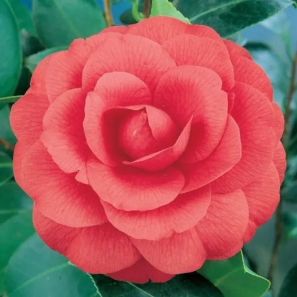 Camellia_Flower_Plant(Orange)_For_Home_Garden