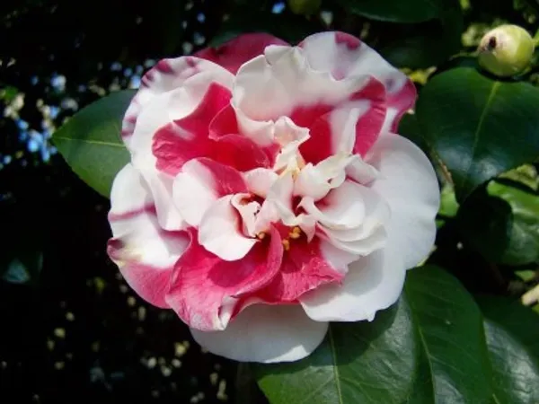 Camelia_Flower_Plant_(White_And_Red)_For_Home_Garden