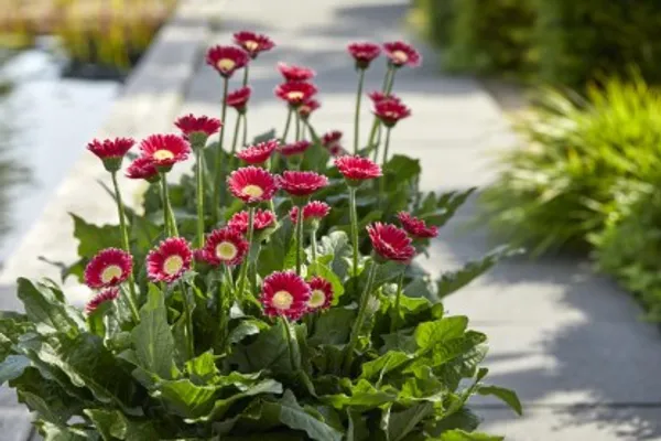 Cheeky_Magenta_Gerbera_Flower_Plant_Live_Plant_For_Home_Garden