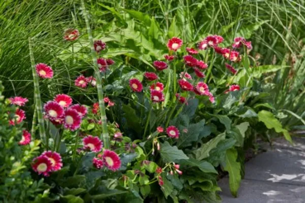 Cheeky_Magenta_Gerbera_Flower_Plant_Live_Plant_For_Home_Garden