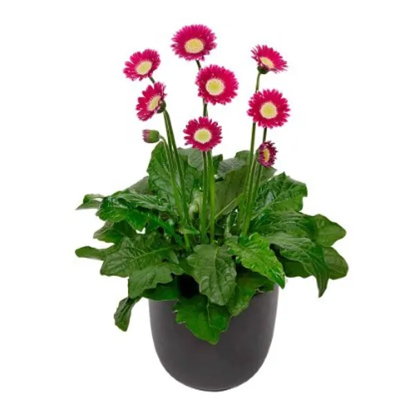 Cheeky_Magenta_Gerbera_Flower_Plant_Live_Plant_For_Home_Garden