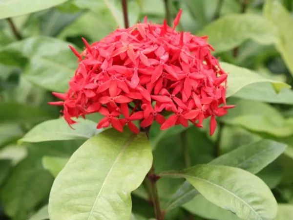 Chinese_Ixora_Flower_Plant_Live_Plant_For_Home_Garden