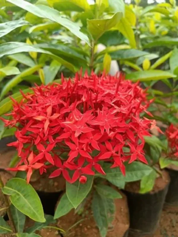 Chinese_Ixora_Flower_Plant_Live_Plant_For_Home_Garden