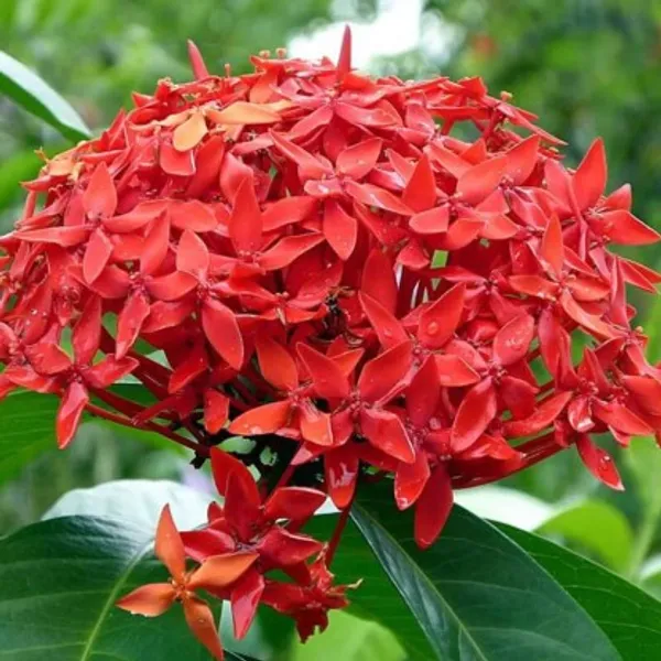 Chinese_Ixora_Flower_Plant_Live_Plant_For_Home_Garden