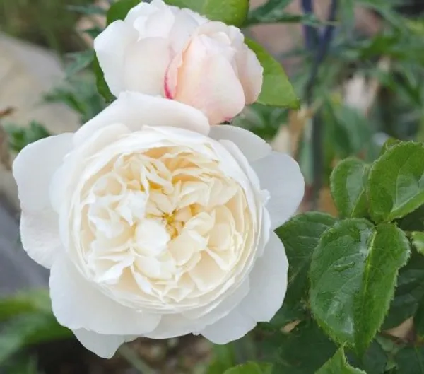 Climbing_Rose_Flower_Plant(White)_Live_Plant_For_Home_Garden