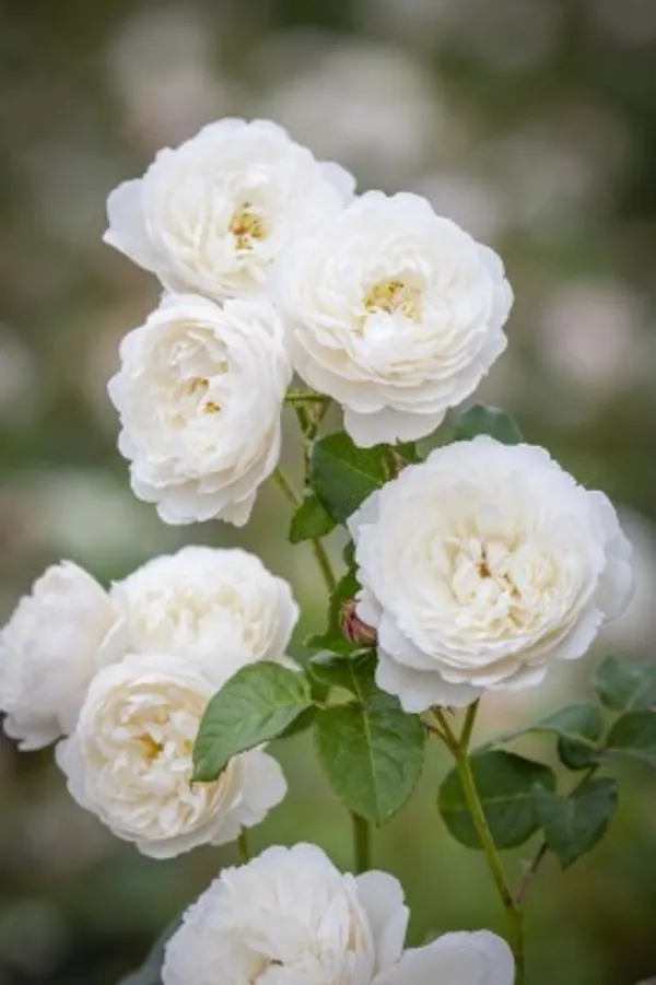 Climbing_Rose_Flower_Plant(White)_Live_Plant_For_Home_Garden