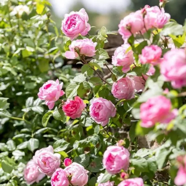 Climbing_Rose_Flower_Plant_(Pink)_For_Home_Garden