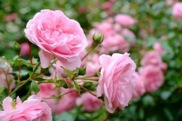 Climbing_Rose_Flower_Plant_(Pink)_For_Home_Garden