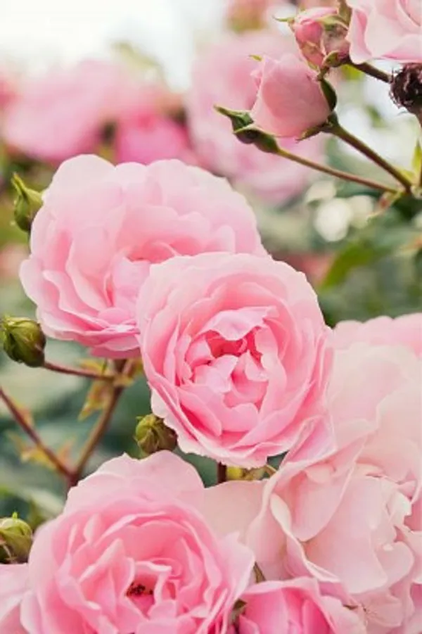 Climbing_Rose_Flower_Plant_(Pink)_For_Home_Garden
