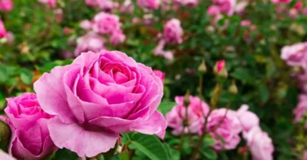 Climbing_Rose_Flower_Plant_(Pink)_For_Home_Garden