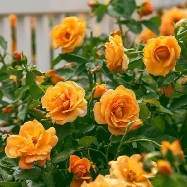 Climbing_Rose_Flower_Plant_(Orange)_Plant_For_Home_Garden