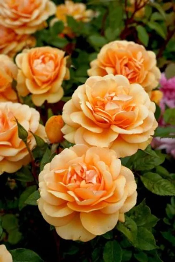 Climbing_Rose_Flower_Plant_(Orange)_Plant_For_Home_Garden