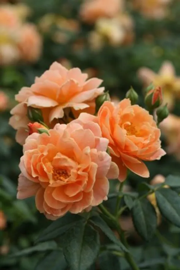 Climbing_Rose_Flower_Plant_(Orange)_Plant_For_Home_Garden