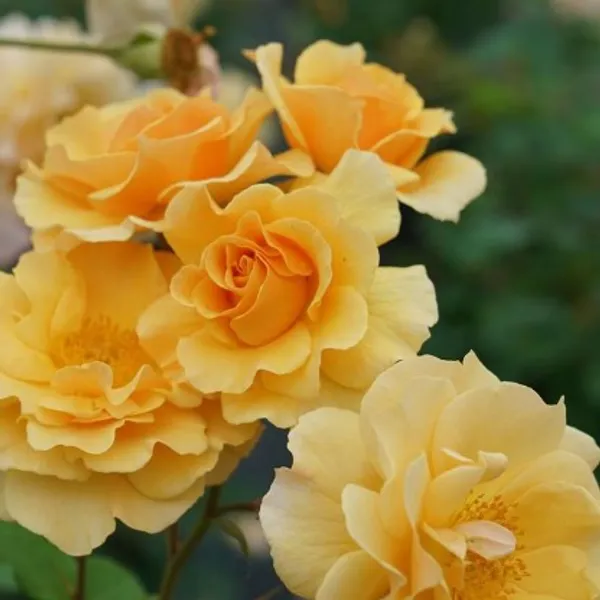 Climbing_Rose_Flower_Plant_(Orange)_Plant_For_Home_Garden