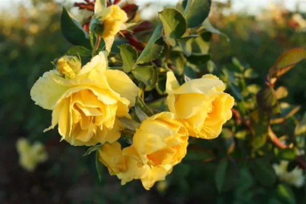 Climbing_Rose_Flower_Plant(Yellow)_Live_Plant_For_Home_Garden