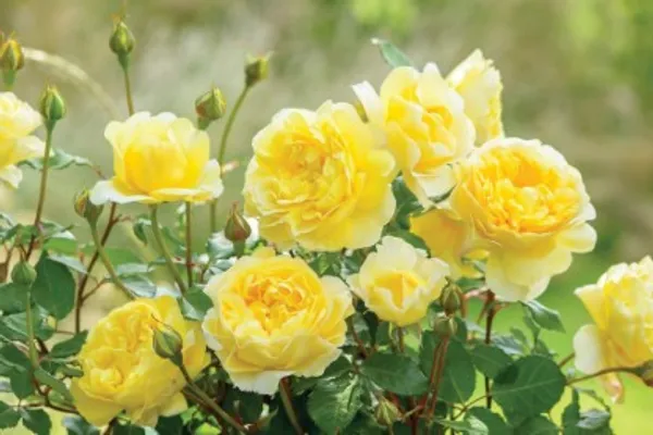 Climbing_Rose_Flower_Plant(Yellow)_Live_Plant_For_Home_Garden