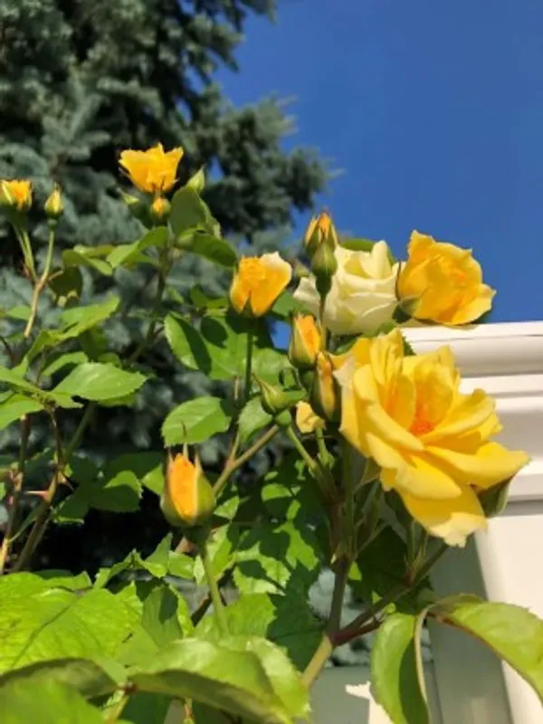 Climbing_Rose_Flower_Plant(Yellow)_Live_Plant_For_Home_Garden