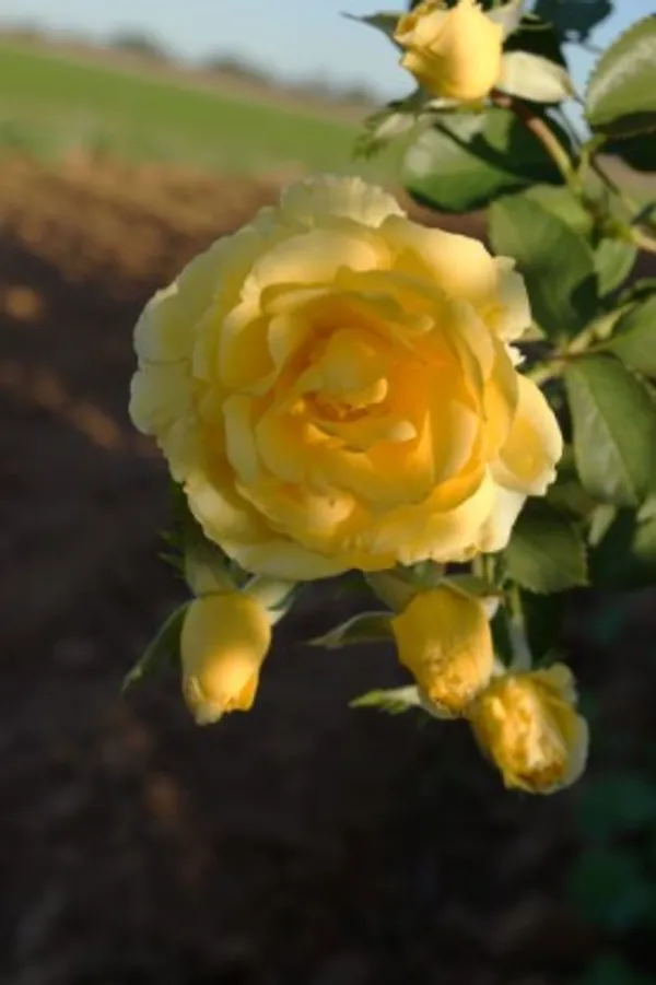 Climbing_Rose_Flower_Plant(Yellow)_Live_Plant_For_Home_Garden