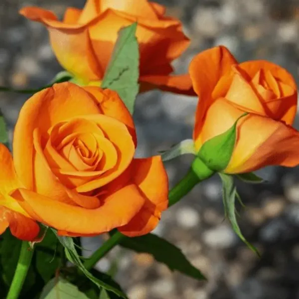 English_Rose_Plant(Orange)_Live_Plant_For_Home_Garden