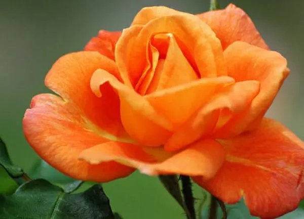 English_Rose_Plant(Orange)_Live_Plant_For_Home_Garden
