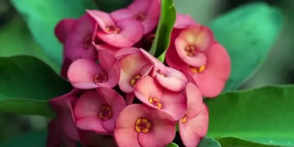 Euphorbia_Flower_Plant_Live_Plant_For_Home_Garden