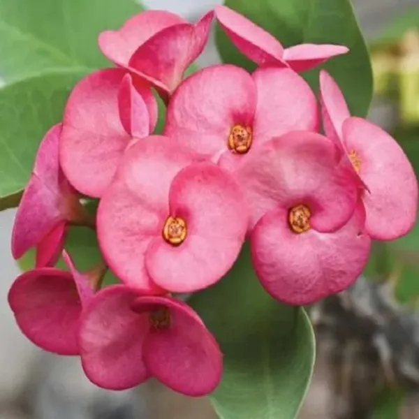 Euphorbia_Flower_Plant_Live_Plant_For_Home_Garden