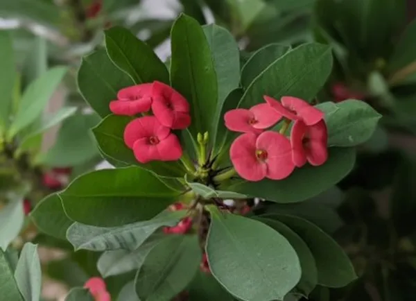 Euphorbia_Flower_Plant_Live_Plant_For_Home_Garden