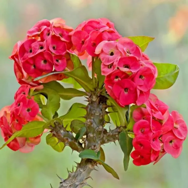 Euphorbia_Flower_Plant(Pink)_Live_Plant_For_Home_Garden
