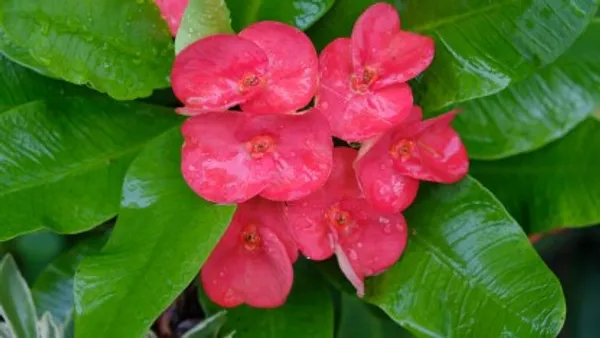 Euphorbia_Flower_Plant(Pink)_Live_Plant_For_Home_Garden
