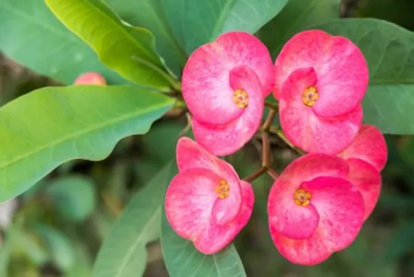 Euphorbia_Flower_Plant(Pink)_Live_Plant_For_Home_Garden