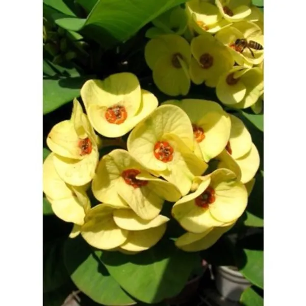 Euphorbia_Flower_Plant(White)_Live_Plant_For_Home_Garden