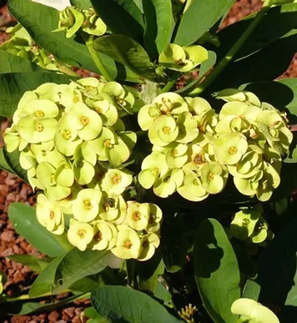 Euphorbia_Flower_Plant(White)_Live_Plant_For_Home_Garden