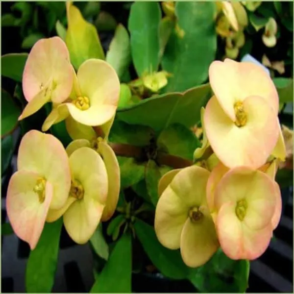 Euphorbia_Flower_Plant(White)_Live_Plant_For_Home_Garden
