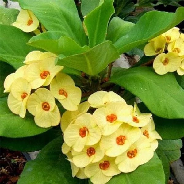 Euphorbia_Flower_Plant(White)_Live_Plant_For_Home_Garden