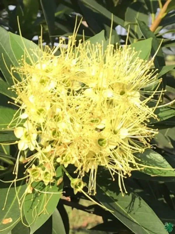 Frist_Love_Flower_Plant_(Yellow)_Plant_For_Home_Garden