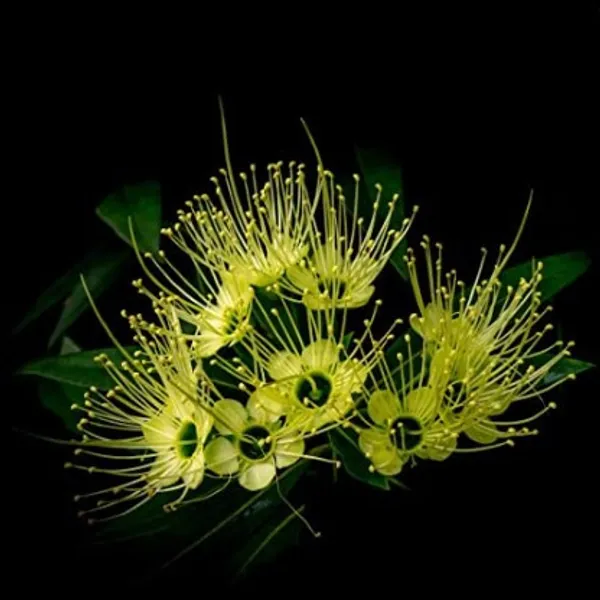 Frist_Love_Flower_Plant_(Yellow)_Plant_For_Home_Garden