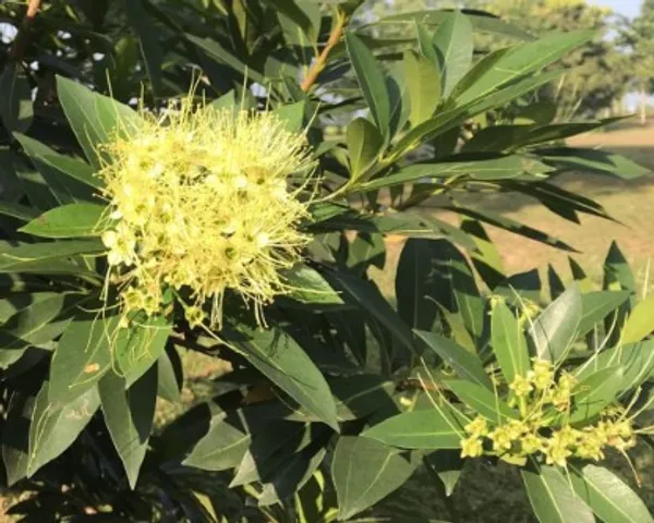 Frist_Love_Flower_Plant_(Yellow)_Plant_For_Home_Garden