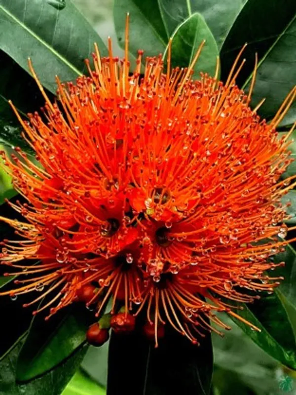 Frist_Love_Flower_Plant(Red)_Live_Plant_For_Home_Garden