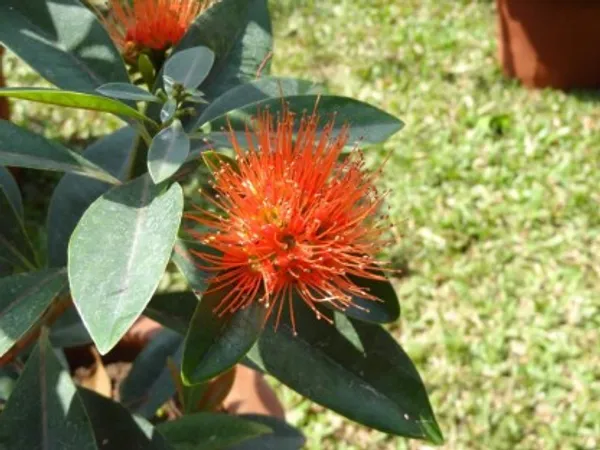 Frist_Love_Flower_Plant(Red)_Live_Plant_For_Home_Garden