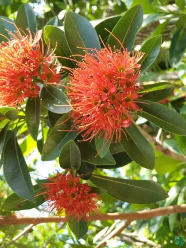 Frist_Love_Flower_Plant(Red)_Live_Plant_For_Home_Garden