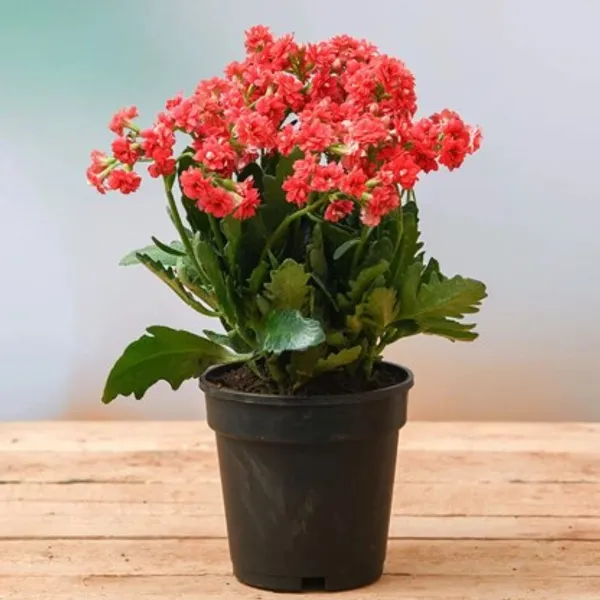 Florist_Kalanchoe_Flower_Plant_Live_Plant_For_Home_Garden