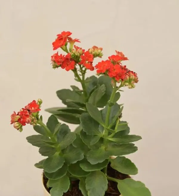 Florist_Kalanchoe_Flower_Plant_Live_Plant_For_Home_Garden