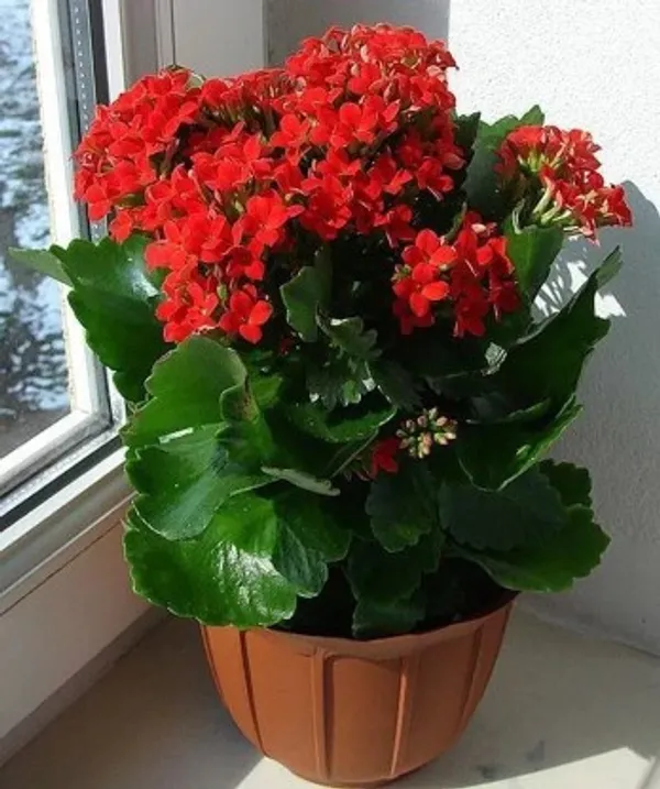 Florist_Kalanchoe_Flower_Plant_Live_Plant_For_Home_Garden