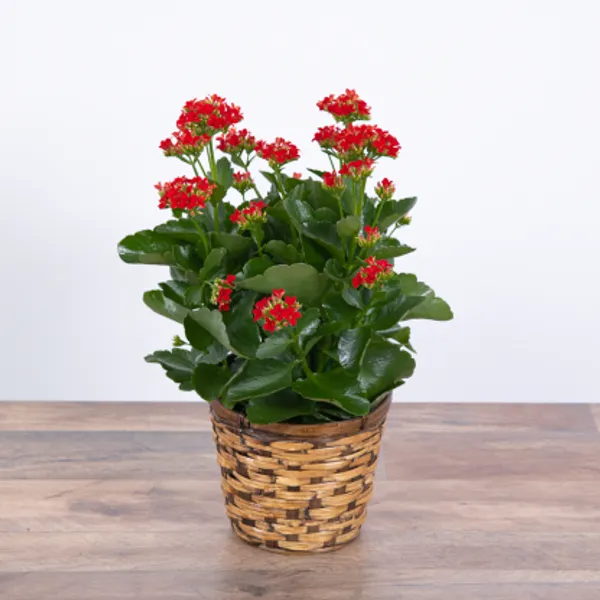 Florist_Kalanchoe_Flower_Plant_Live_Plant_For_Home_Garden