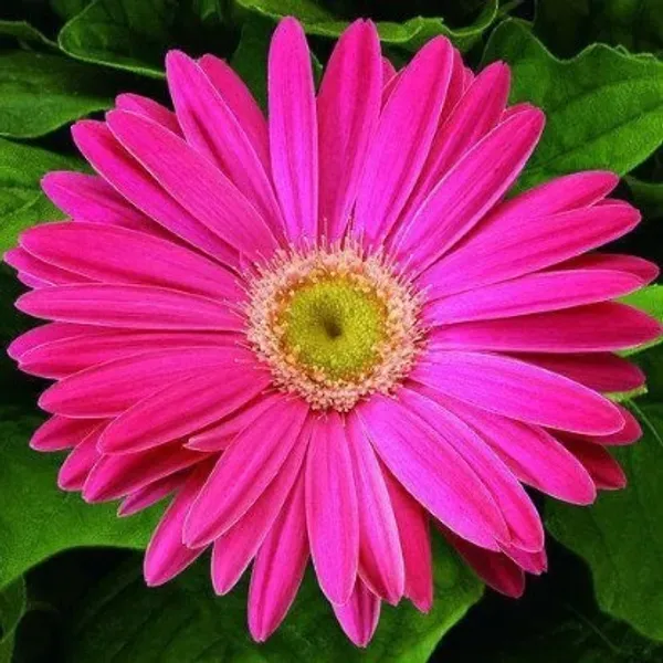 Glorious_Pink_Gerbera_Flower_Plant_Live_Plant_For_Home_Garden