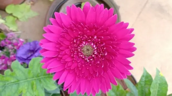 Glorious_Pink_Gerbera_Flower_Plant_Live_Plant_For_Home_Garden