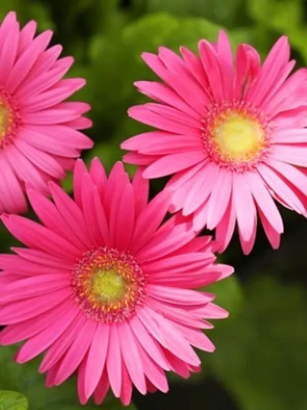 Glorious_Pink_Gerbera_Flower_Plant_Live_Plant_For_Home_Garden